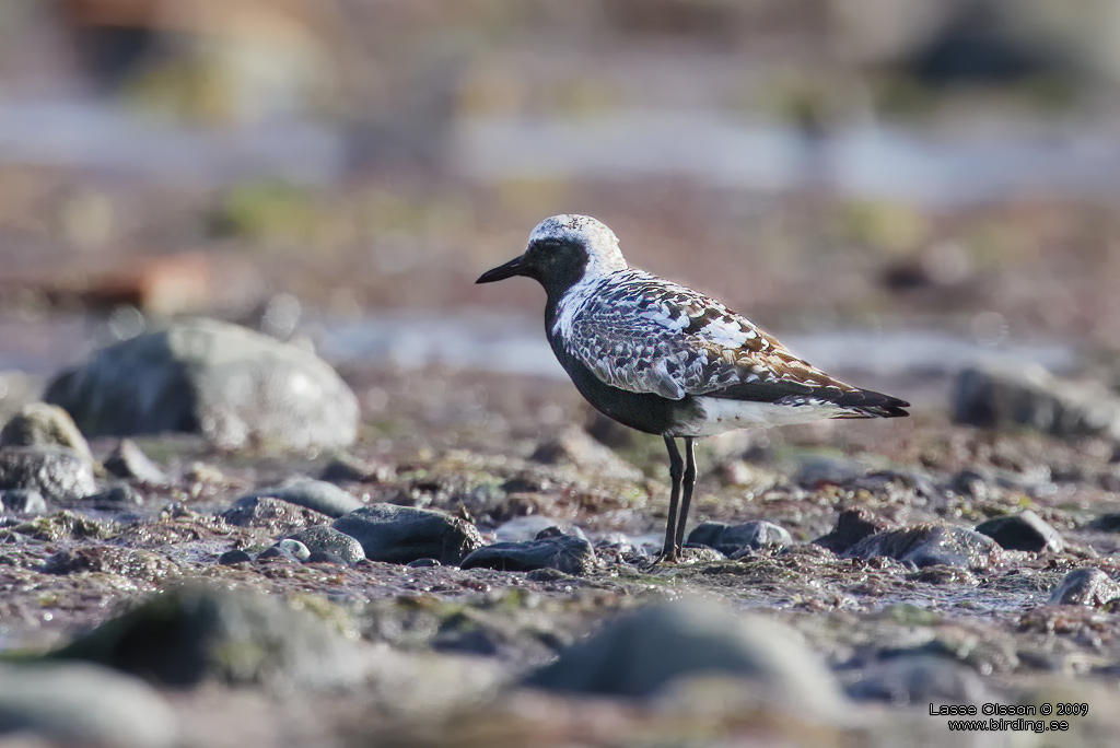 KUSTPIPARE / GREY PLOVER (Pluvialis squatarola) - Stng / Close