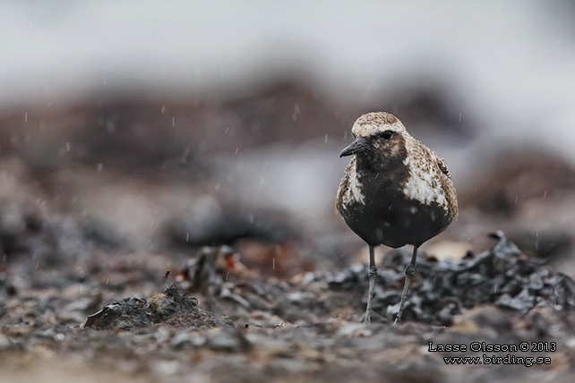 KUSTPIPARE / GREY PLOVER (Pluvialis squatarola) - stor bild / full size