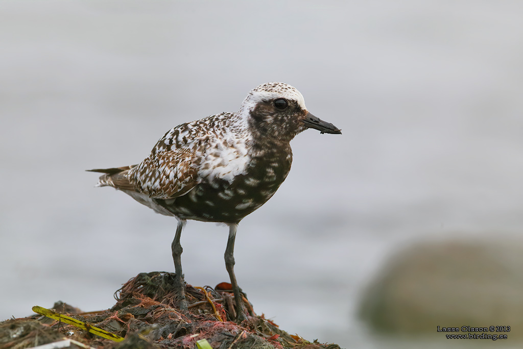 KUSTPIPARE / GREY PLOVER (Pluvialis squatarola) - Stng / Close