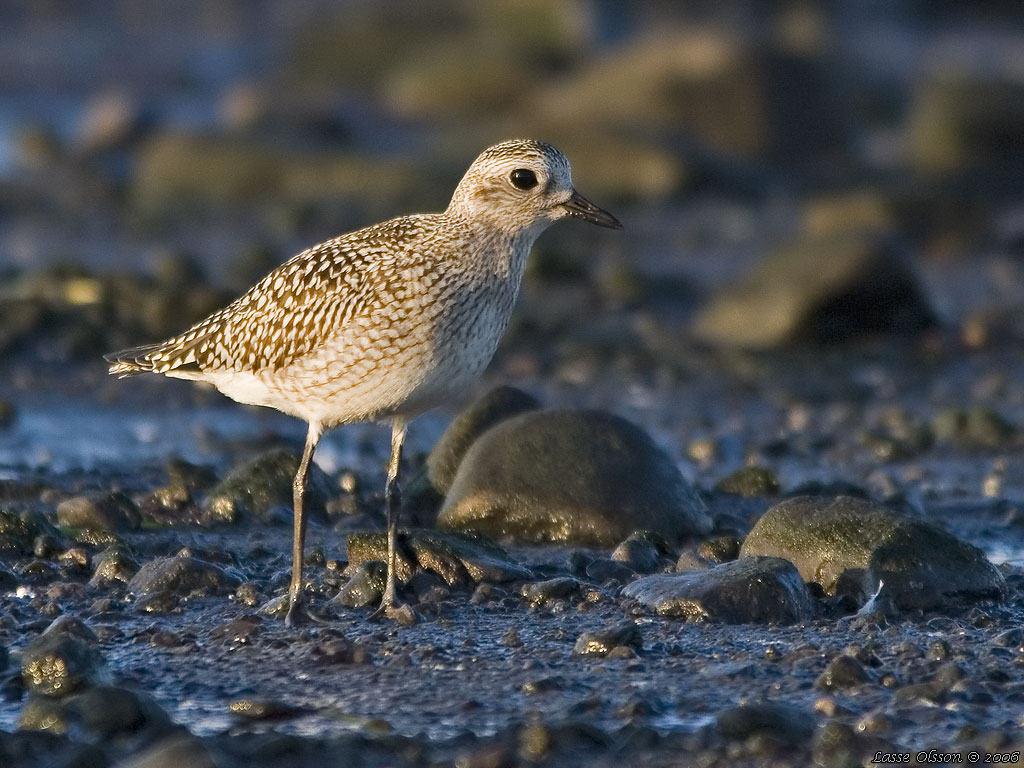 KUSTPIPARE / GREY PLOVER (Pluvialis squatarola) - Stng / Close