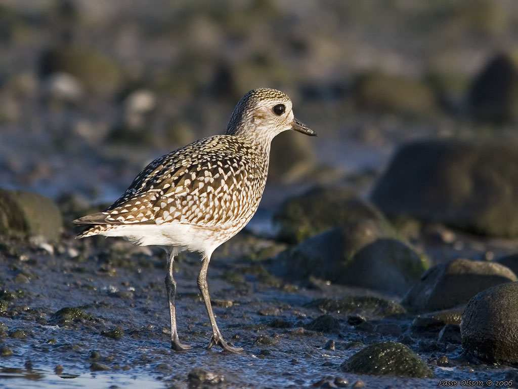 KUSTPIPARE / GREY PLOVER (Pluvialis squatarola) - Stng / Close