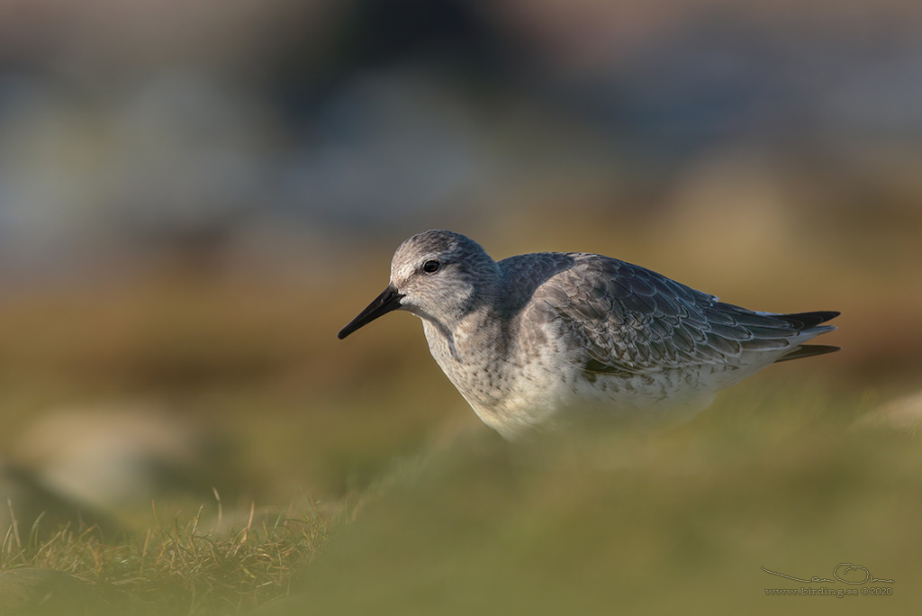 KUSTSNPPA / KNOT (Calidris canutus) - stg / close