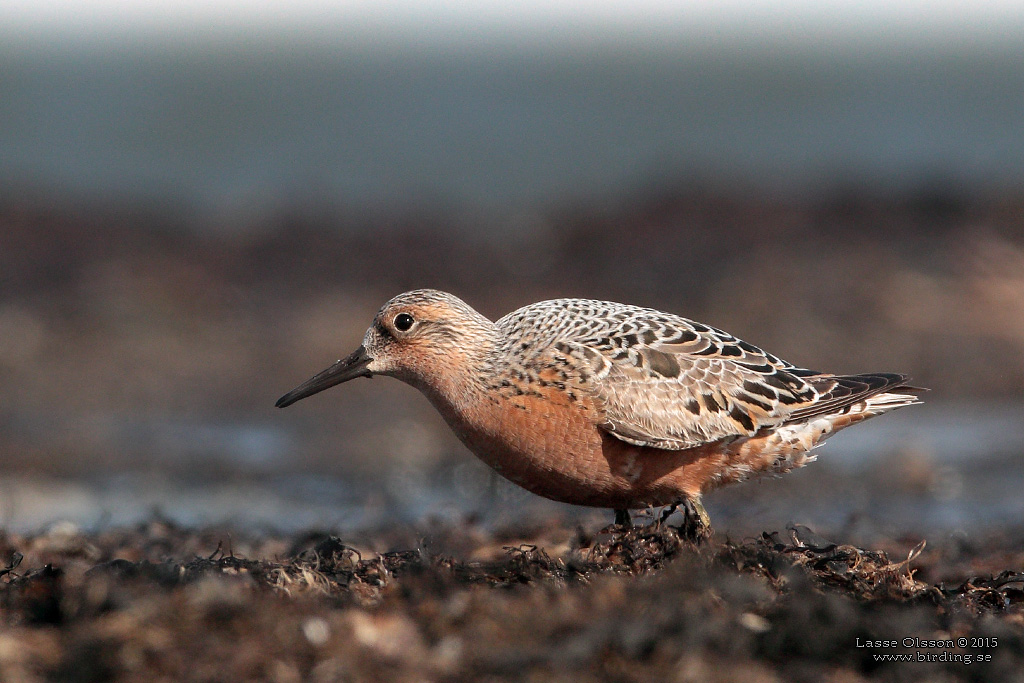 KUSTSNPPA / KNOT (Calidris canutus) - stg / close