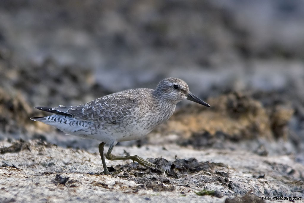 KUSTSNPPA / KNOT (Calidris canutus) - Stng / Close