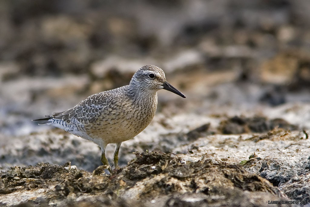 KUSTSNPPA / KNOT (Calidris canutus) - Stng / Close