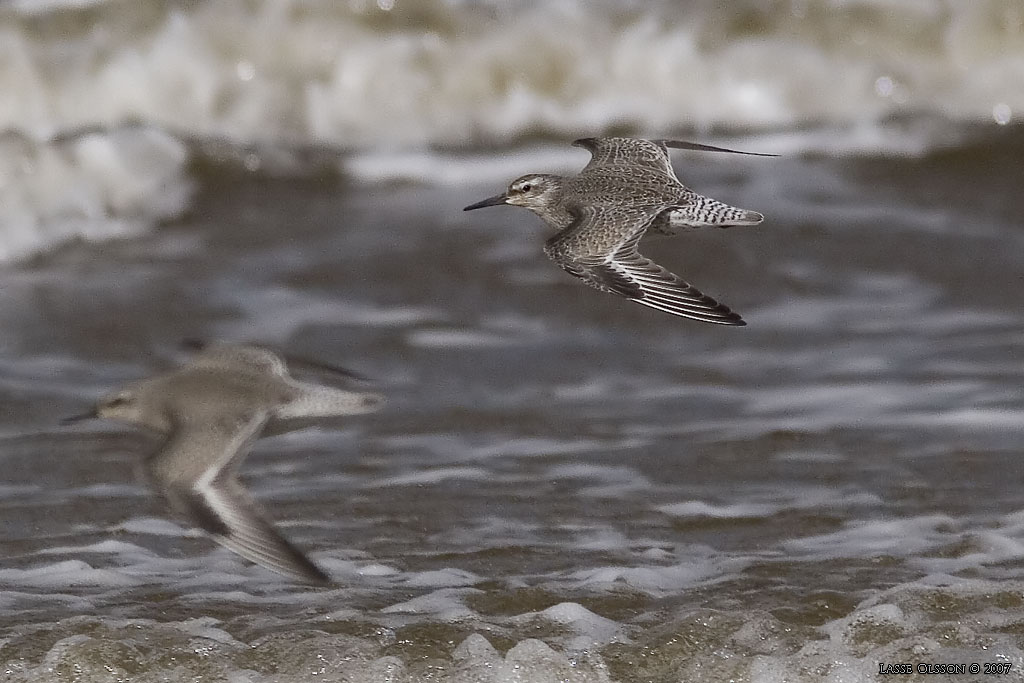 KUSTSNPPA / KNOT (Calidris canutus) - stg / close