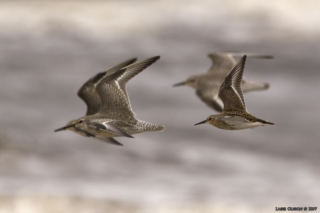 KUSTSNPPA / KNOT (Calidris canutus) - stg / close