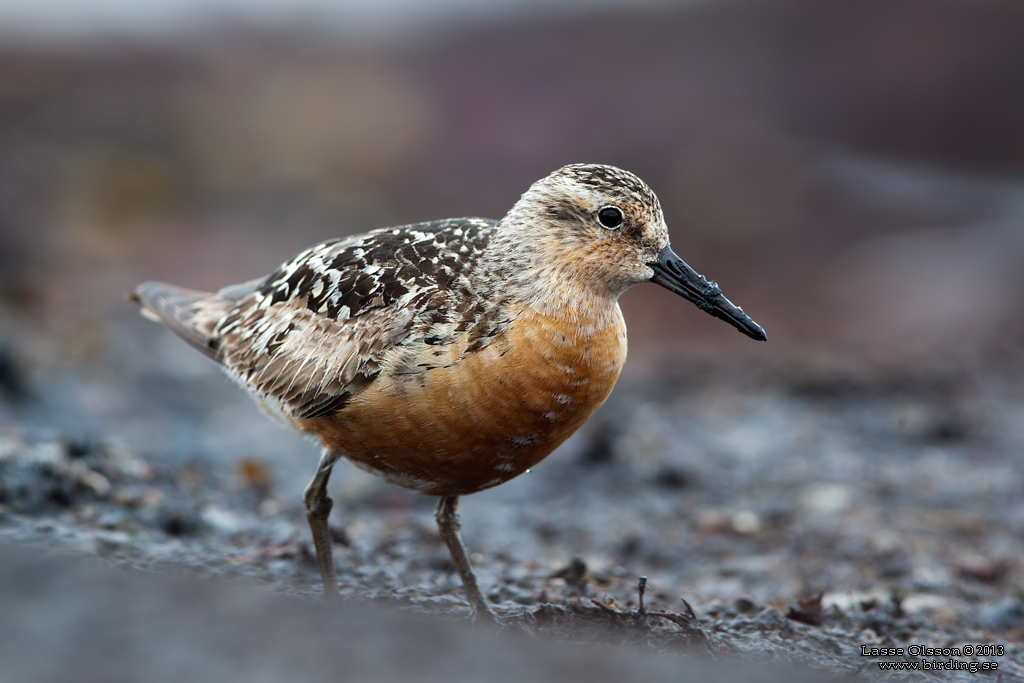 KUSTSNPPA / KNOT (Calidris canutus) - stg / close