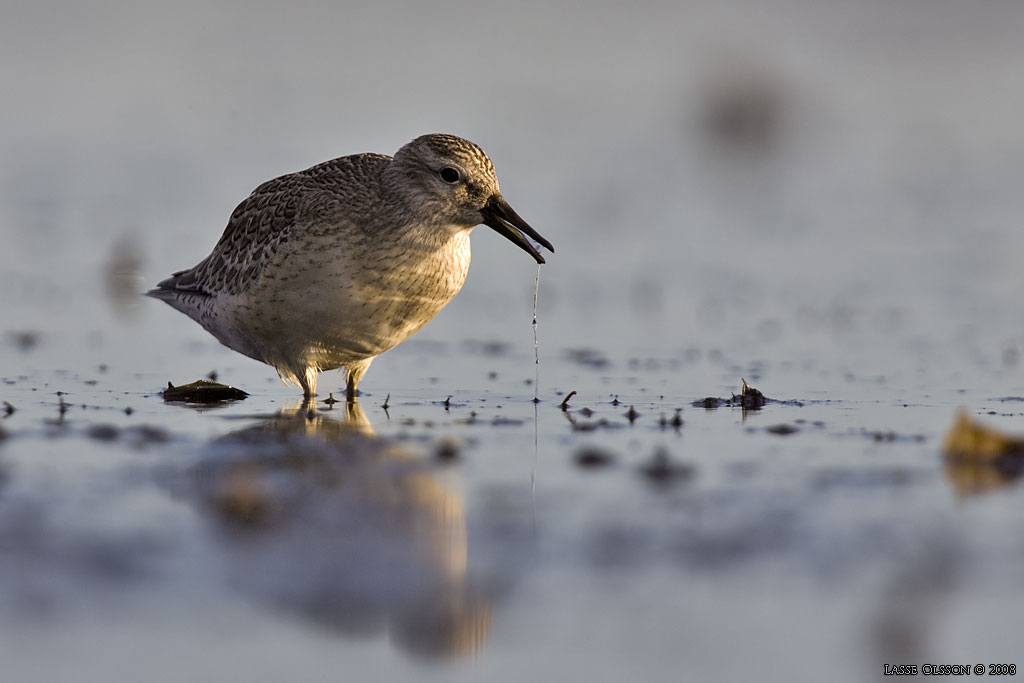 KUSTSNPPA / KNOT (Calidris canutus) - stg / close