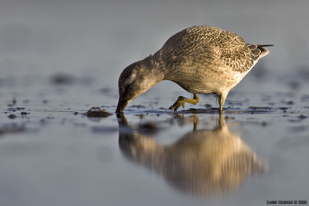 KUSTSNPPA / KNOT (Calidris canutus) - stg / close