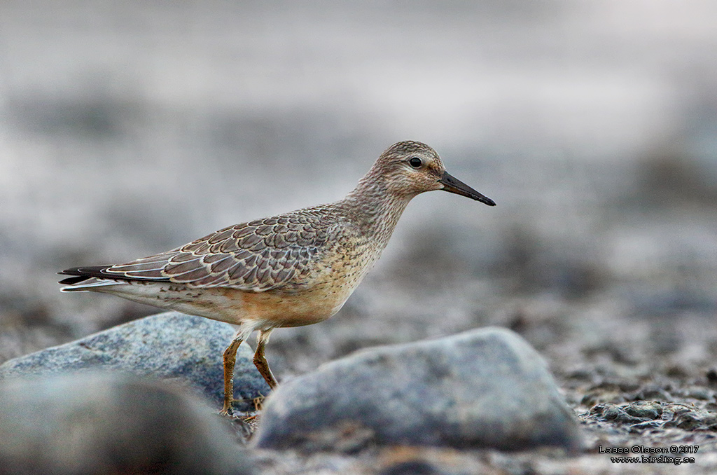 KUSTSNPPA / KNOT (Calidris canutus) - stg / close