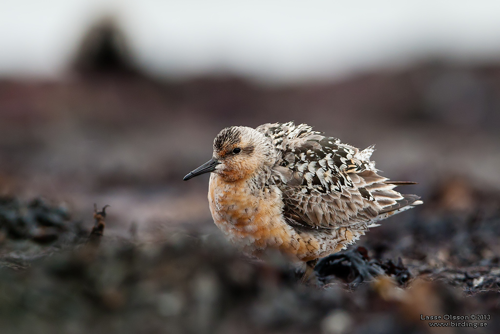 KUSTSNPPA / KNOT (Calidris canutus) - stg / close