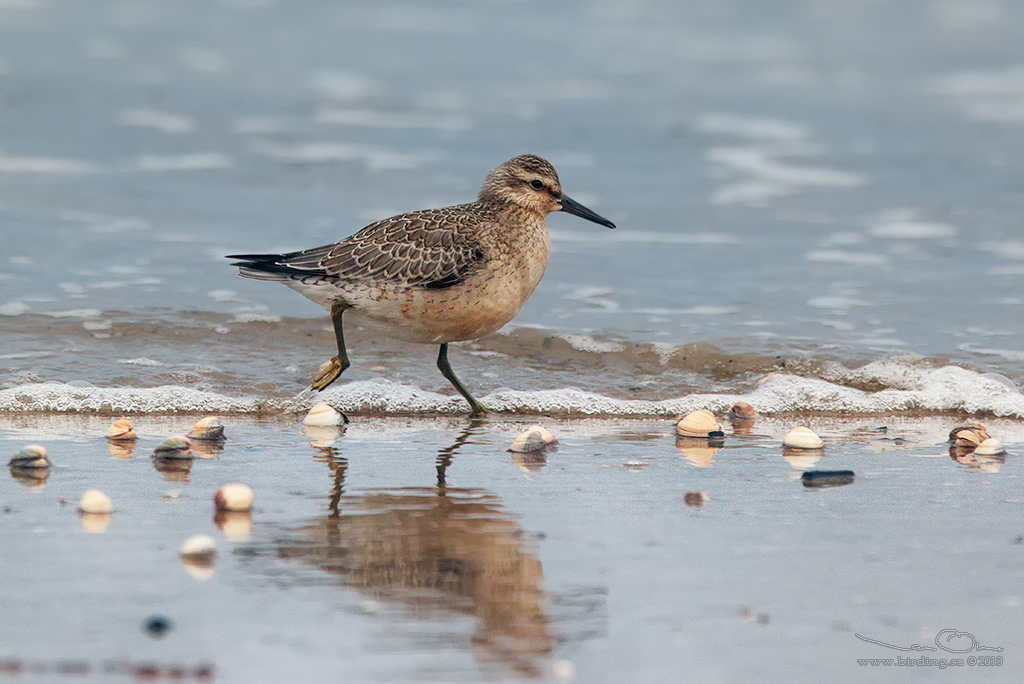 KUSTSNPPA / KNOT (Calidris canutus) - stg / close