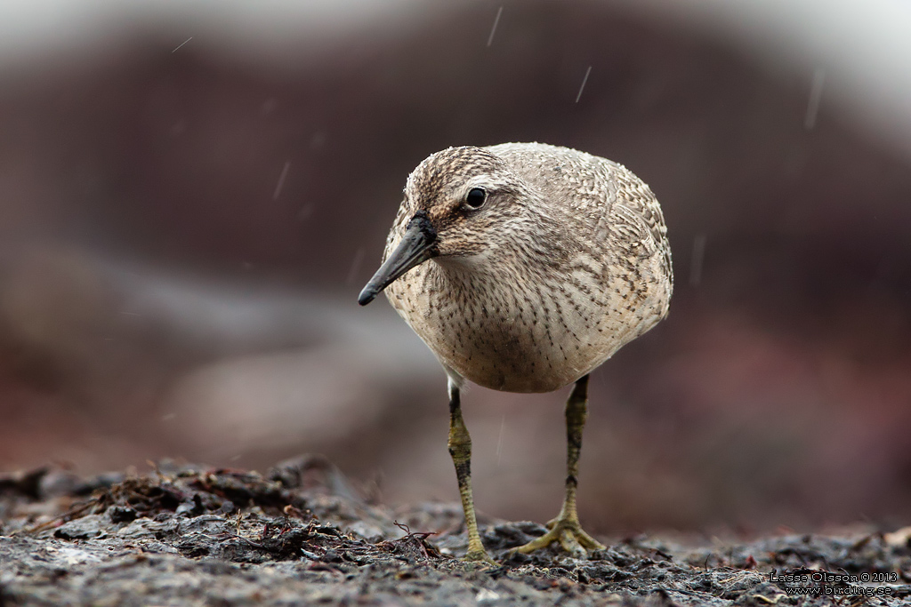 KUSTSNPPA / KNOT (Calidris canutus) - stg / close