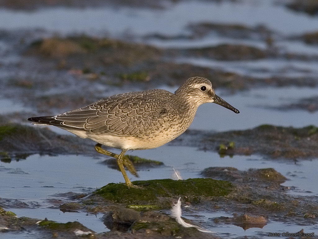 KUSTSNPPA / KNOT (Calidris canutus) - Stng / Close