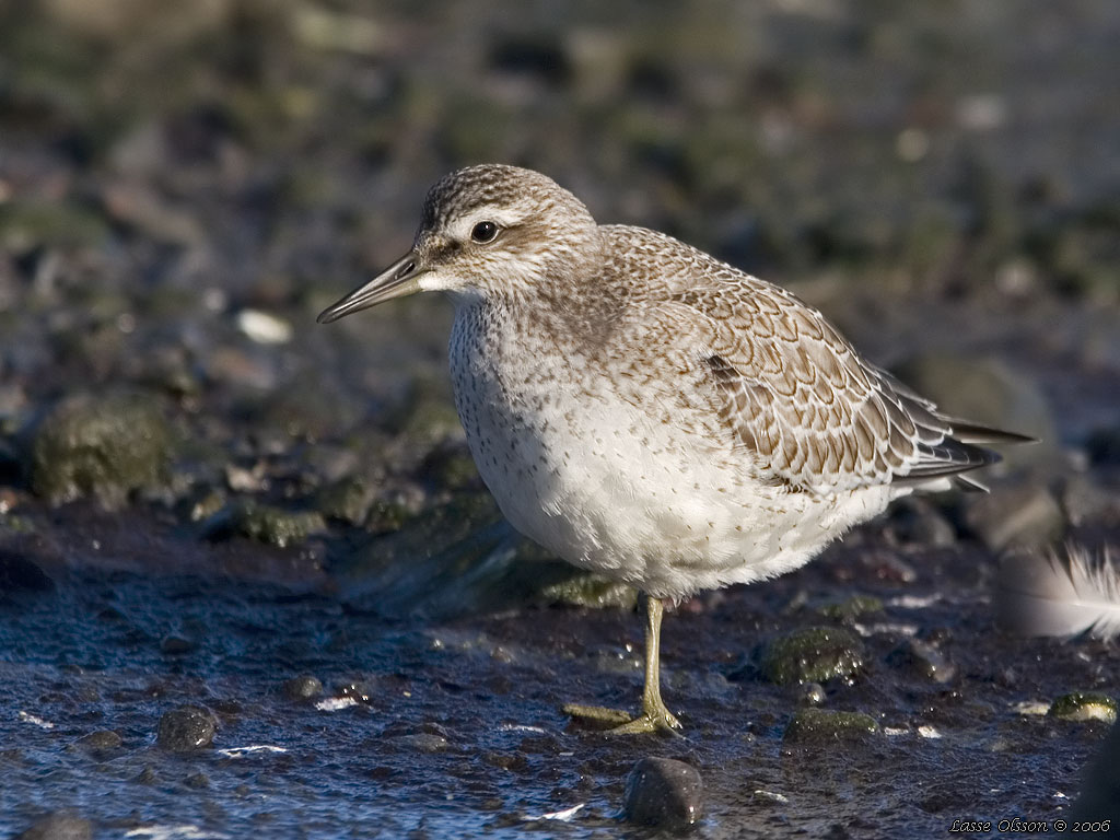 KUSTSNPPA / KNOT (Calidris canutus) - stg / close