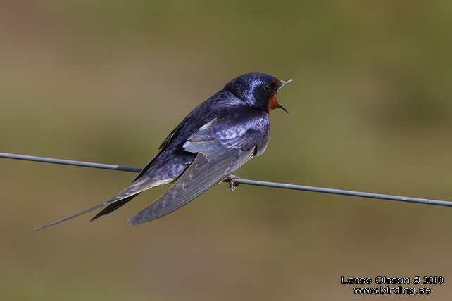 LADUSVALA / BARN SWALLOW (Hirundo rustica) - stor bild / full size