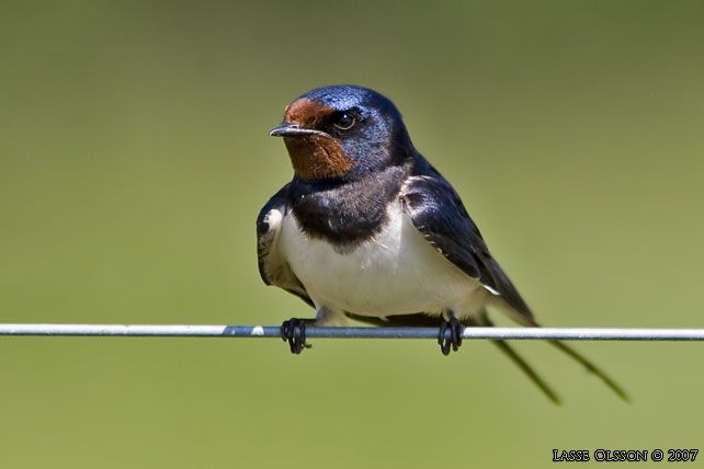 LADUSVALA / BARN SWALLOW (Hirundo rustica) - stor bild / full size