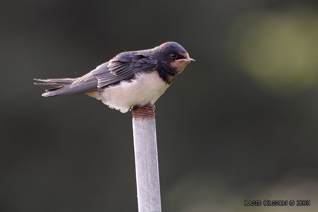 LADUSVALA / BARN SWALLOW (Hirundo rustica) - stor bild / full size