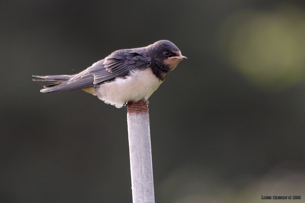 LADUSVALA / BARN SWALLOW (Hirundo rustica) - Stng / Close