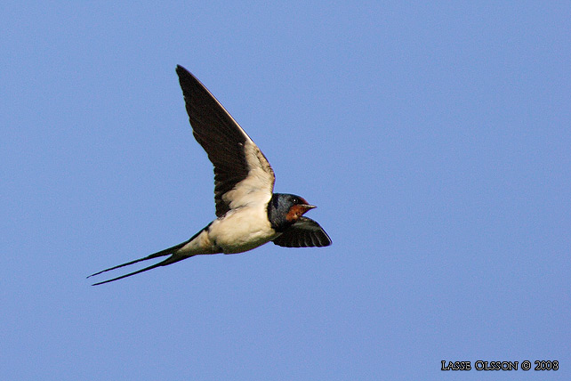 LADUSVALA / BARN SWALLOW (Hirundo rustica) - stor bild / full size