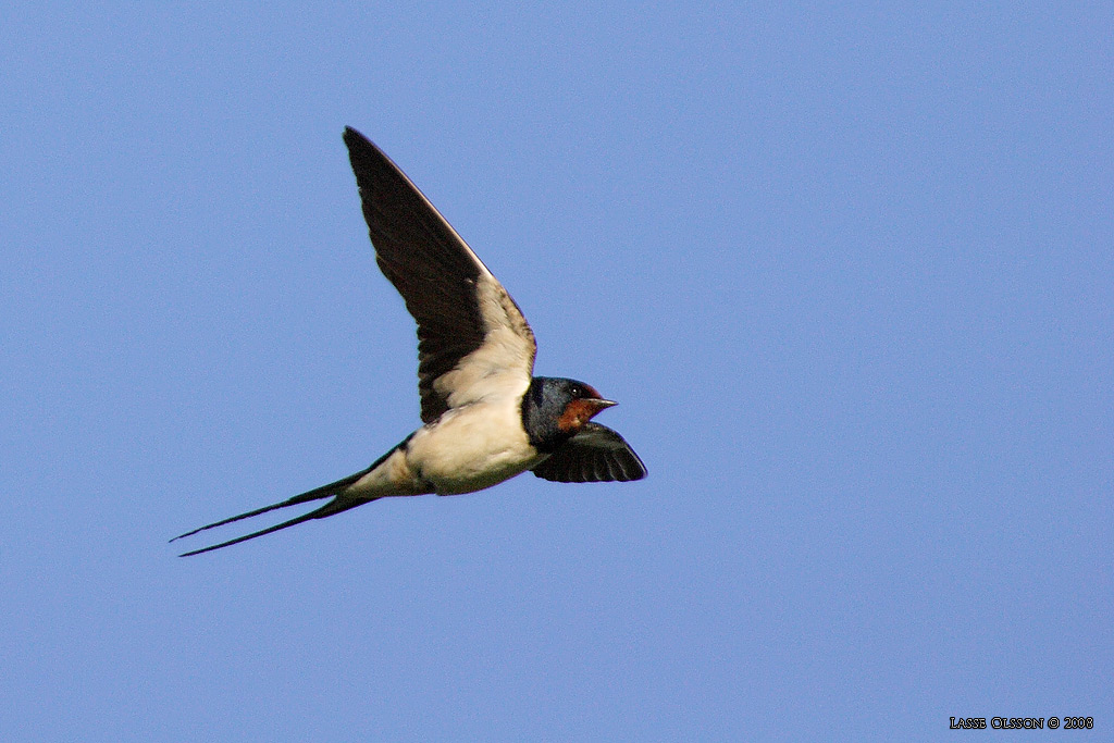 LADUSVALA / BARN SWALLOW (Hirundo rustica) - Stng / Close