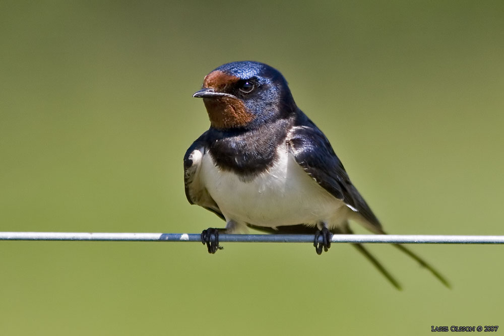 LADUSVALA / BARN SWALLOW (Hirundo rustica) - Stng / Close