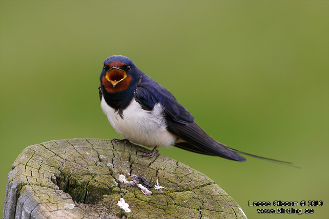 LADUSVALA / BARN SWALLOW (Hirundo rustica) - stor bild / full size