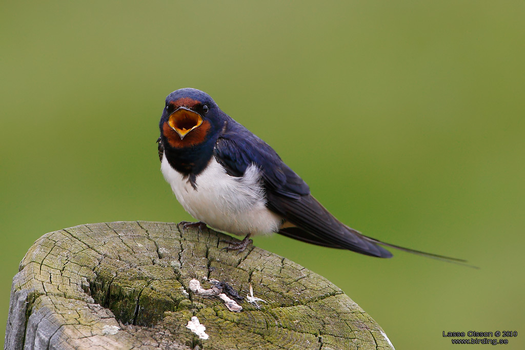 LADUSVALA / BARN SWALLOW (Hirundo rustica) - Stng / Close