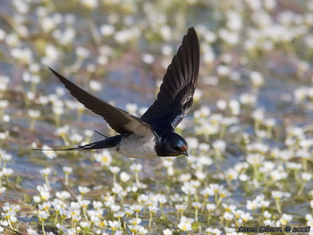 LADUSVALA / BARN SWALLOW (Hirundo rustica)