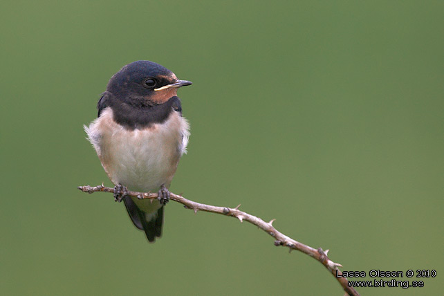 LADUSVALA / BARN SWALLOW (Hirundo rustica) - stor bild / full size