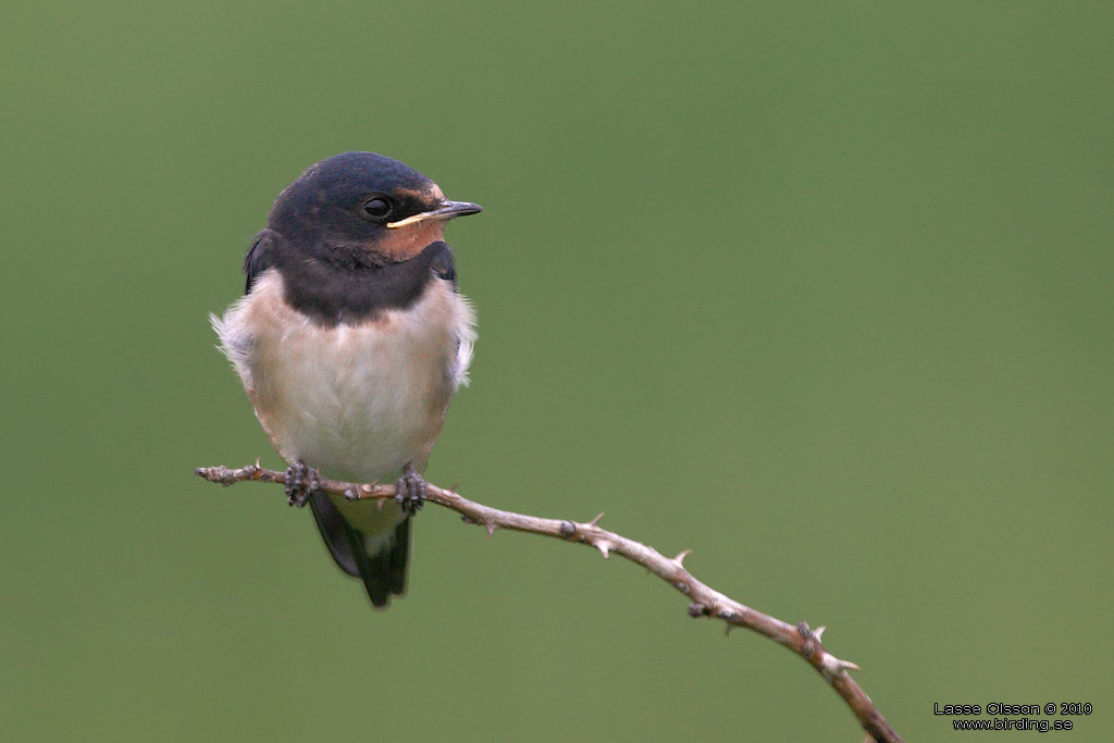 LADUSVALA / BARN SWALLOW (Hirundo rustica) - Stng / Close