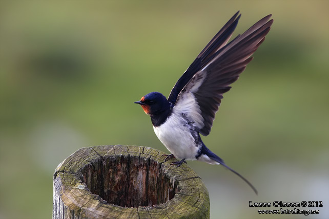 LADUSVALA / BARN SWALLOW (Hirundo rustica) - stor bild / full size