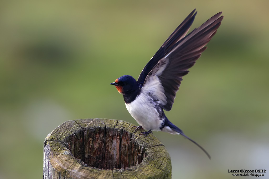 LADUSVALA / BARN SWALLOW (Hirundo rustica) - Stng / Close