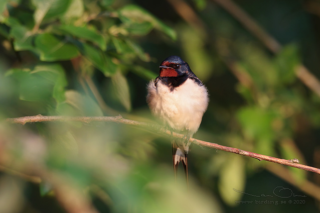 LADUSVALA / BARN SWALLOW (Hirundo rustica) - stor bild / full size