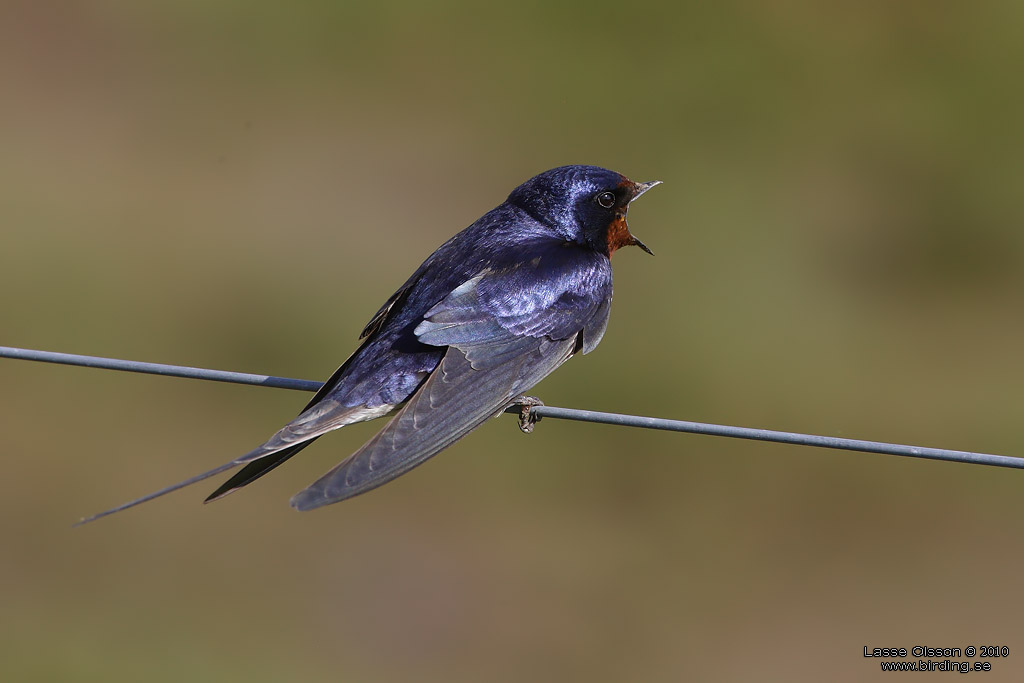 LADUSVALA / BARN SWALLOW (Hirundo rustica) - Stng / Close