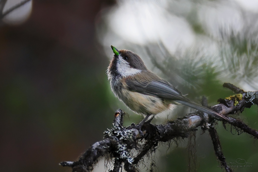 LAPPMES / GREY-HEADED CHICKADEE (Poecile cinctus) - Stäng / Close