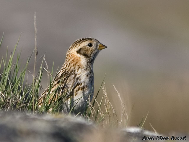 LAPPSPARV / LAPLAND LONGSPUR (Calcarius lapponicus) - stor bild / full size