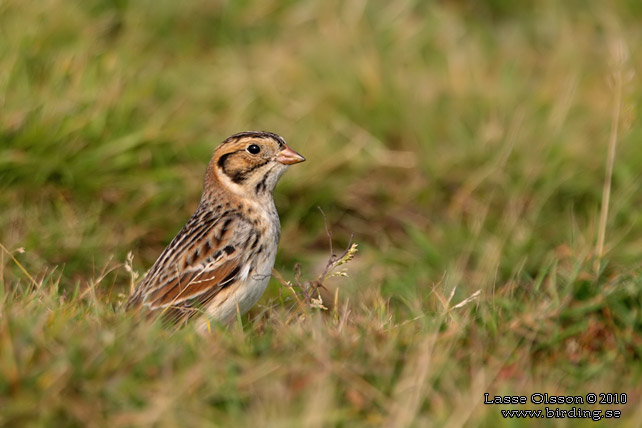 LAPPSPARV / LAPLAND LONGSPUR (Calcarius lapponicus) - stor bild / full size