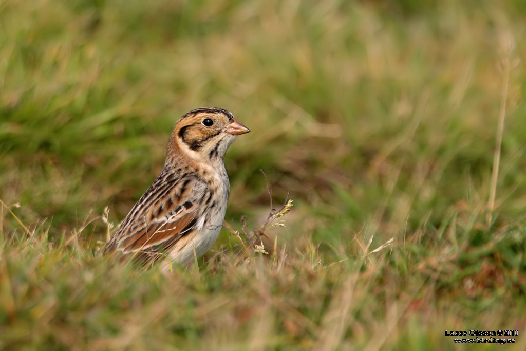 LAPPSPARV / LAPLAND LONGSPUR (Calcarius lapponicus) - Stng / Close