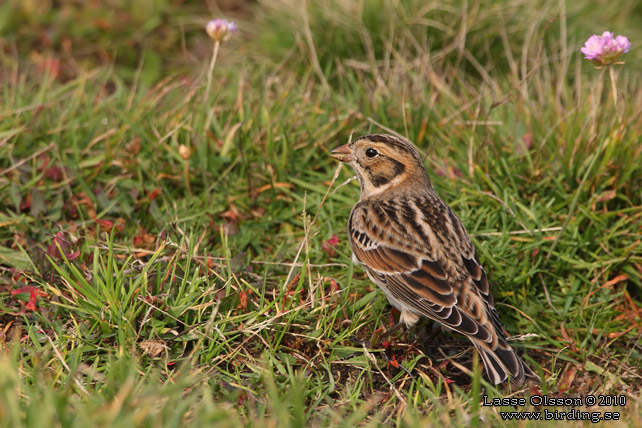 LAPPSPARV / LAPLAND LONGSPUR (Calcarius lapponicus) - stor bild / full size