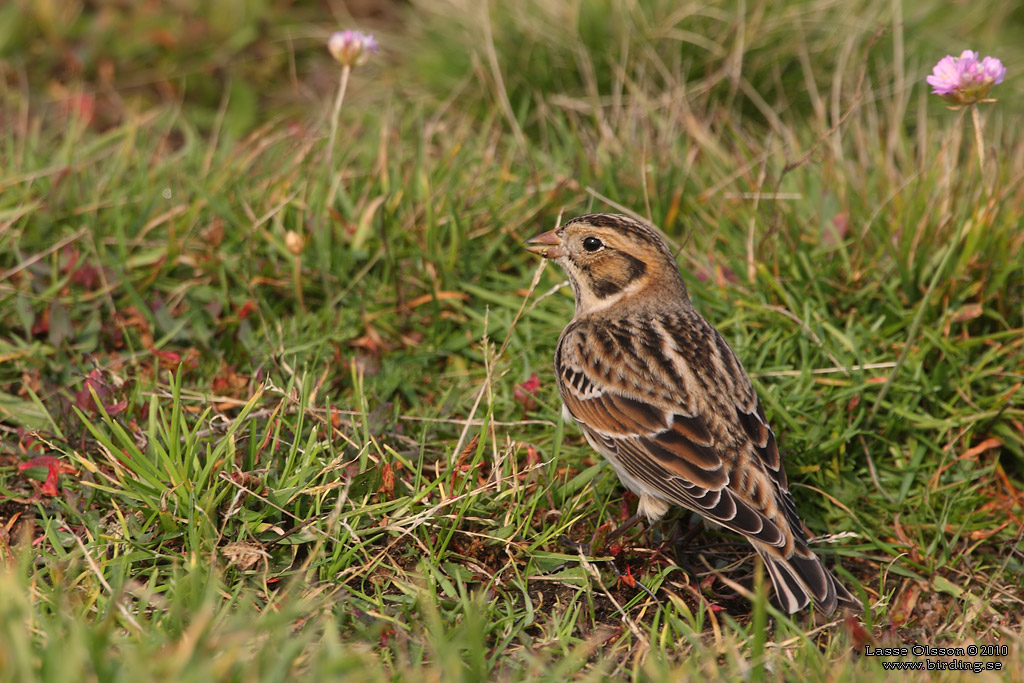 LAPPSPARV / LAPLAND LONGSPUR (Calcarius lapponicus) - Stng / Close