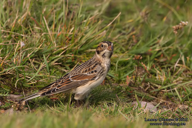 LAPPSPARV / LAPLAND LONGSPUR (Calcarius lapponicus) - stor bild / full size