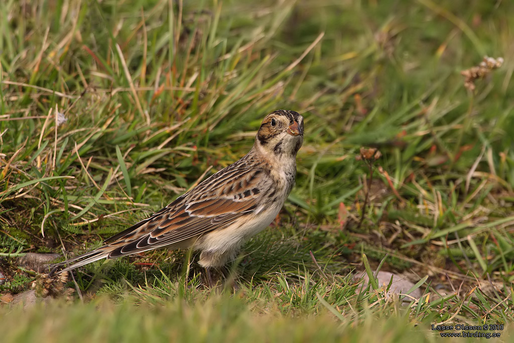 LAPPSPARV / LAPLAND LONGSPUR (Calcarius lapponicus) - Stng / Close