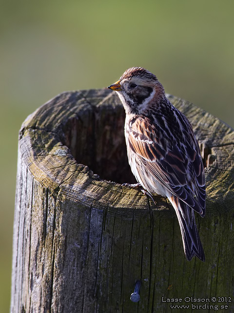 LAPPSPARV / LAPLAND LONGSPUR (Calcarius lapponicus) - stor bild / full size