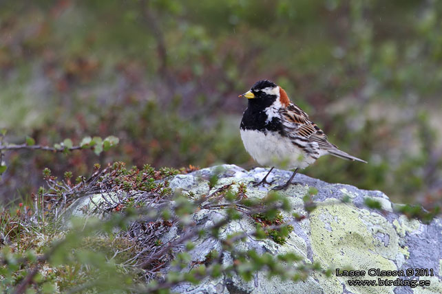 LAPPSPARV / LAPLAND LONGSPUR (Calcarius lapponicus) - stor bild / full size