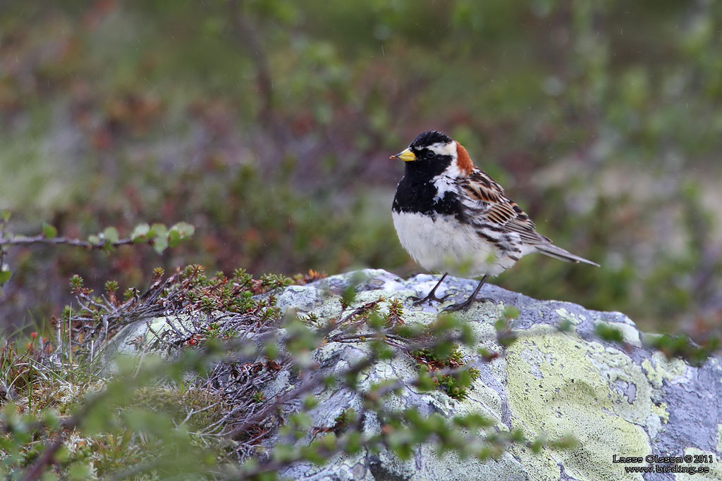 LAPPSPARV / LAPLAND LONGSPUR (Calcarius lapponicus) - Stng / Close