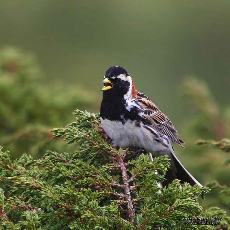 LAPPSPARV / LAPLAND LONGSPUR (Calcarius lapponicus) - Stng / Close