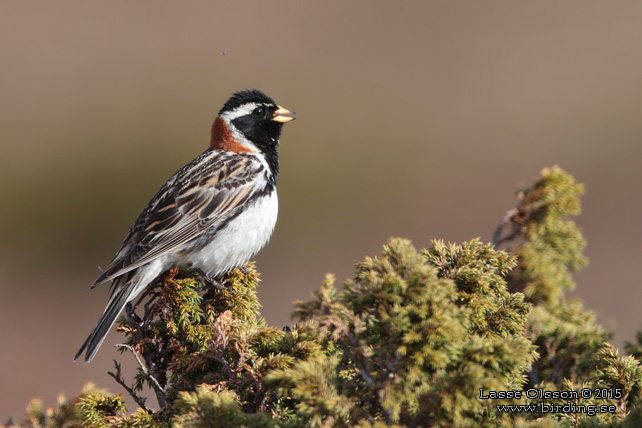 LAPPSPARV / LAPLAND LONGSPUR (Calcarius lapponicus) - stor bild / full size