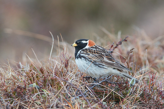 LAPPSPARV / LAPLAND LONGSPUR (Calcarius lapponicus) - stor bild / full size